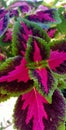 Leaves Coleus Plant Colorful Nature