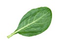 Leaves of collards on background,Chinese kale Royalty Free Stock Photo