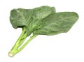 Leaves of collards on background,Chinese kale Royalty Free Stock Photo