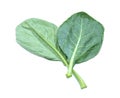 Leaves of collards on background,Chinese kale Royalty Free Stock Photo