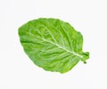 Leaves of collards on background,Chinese kale Royalty Free Stock Photo