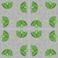 Leaves of collards on background,Chinese kale,seamless pattern Royalty Free Stock Photo