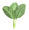 Leaves of collards on background Royalty Free Stock Photo