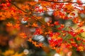 Leaves color change, Autumn leaves in Akita, Japan,soft focus