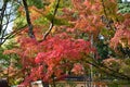 Kinkakuji Leaves color change Japan