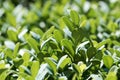 Leaves of a common box bush, Buxus sempervirens