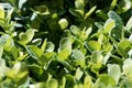 Leaves of a common box bush, Buxus sempervirens Royalty Free Stock Photo