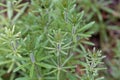 Leaves of common cleavers, Galium aparine Royalty Free Stock Photo