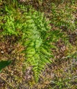 Leaves of the common eagle's foot. Spring forest