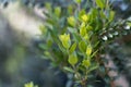 Leaves of a common myrtle, Myrtus communis