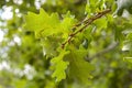 Leaves of Common Oak, Quercus robur.