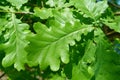 Leaves of a Common oak Quercus robur