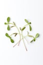 Leaves of Common purslane Royalty Free Stock Photo