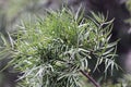 Leaves of a common yellowwood Podocarpus falcatus Royalty Free Stock Photo