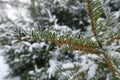 Leaves of yew covered with hoar frost and snow in mid January Royalty Free Stock Photo