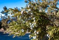 Leaves and cones western juniper (Juniperus occidentalis), coniferous plant on the stone rocks of the mountain