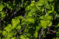 Leaves of Contorted Filbert