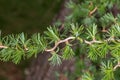 Leaves of Contorted Japanese Larch Royalty Free Stock Photo