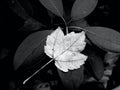 Leaves With Contrast in Nature Setting