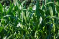 Leaves of corn plants at an agricutlure side at Viersen, Westphalia, Germany