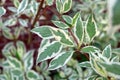 Leaves of Cornus Controversa Variegata Royalty Free Stock Photo
