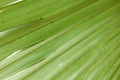 Leaves of Corypha lecomtei in nature