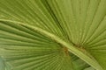 Leaves of Corypha lecomtei in nature