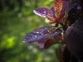 Leaves of Cotinus coggygria `Royal Purple` are a perfect model for the raindrops Royalty Free Stock Photo