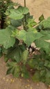 Leaves of Cotton plant Ã°Å¸ÅÂ²