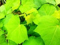 Leaves of Cotton-rose or Hibiscus mutabilis