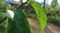 leaves covered in black ants