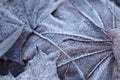 Leaves covered with frost