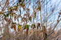 Leaves Covered in Frost in Winter Royalty Free Stock Photo