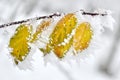 Leaves covered with frost in the winter woods