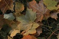 Leaves covered with hoarfrost Royalty Free Stock Photo