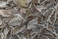 Leaves covered with ice crystals