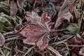 Leaves covered by ice