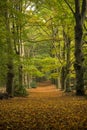 LEaves covered Path through the forest Royalty Free Stock Photo