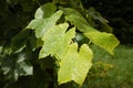 Leaves covered in raindrops and vine tendrils glittering in the sun Royalty Free Stock Photo