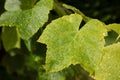 Leaves covered in raindrops and vine tendrils glittering in the sun Royalty Free Stock Photo