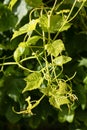 Leaves covered in raindrops and vine tendrils glittering in the sun Royalty Free Stock Photo