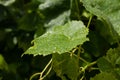 Leaves covered in raindrops and vine tendrils glittering in the sun Royalty Free Stock Photo