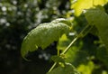 Leaves covered in raindrops and vine tendrils glittering in the sun Royalty Free Stock Photo