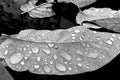 Leaves covered in water drops after rain, black & white Royalty Free Stock Photo