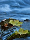 Leaves in the creek