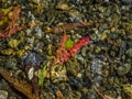 Leaves in creekbed Royalty Free Stock Photo