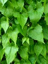 leaves creeping on the fence forest