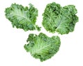 Leaves of curly-leaf kale leaf cabbage isolated Royalty Free Stock Photo