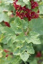 leaves of currants affected by currant aphids berry bush disease with bulges