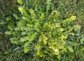 Leaves of dandelion, weed in the lawn or natural salad Royalty Free Stock Photo